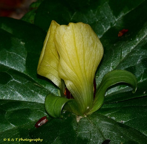 {Trillium discolor}